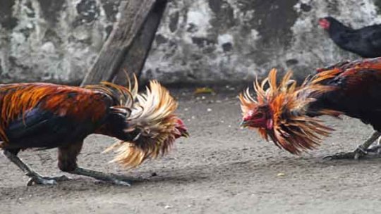 Cara Ternak Ayam Filipina Yang Baik