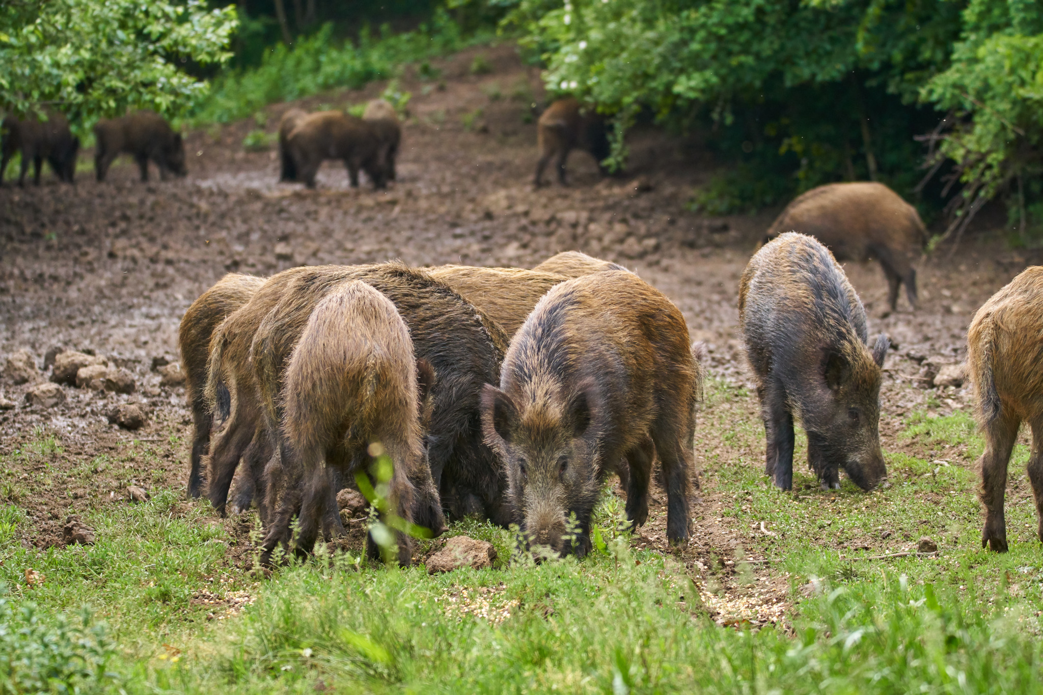 Fort Worth Home & Living — Identifying Signs of Feral Hogs in The Area