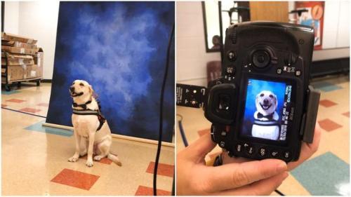 Service dog at a high school got his picture taken for the...