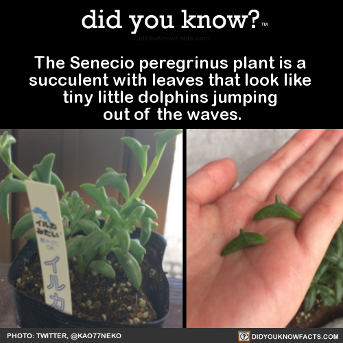 the-senecio-peregrinus-plant-is-a-succulent-with