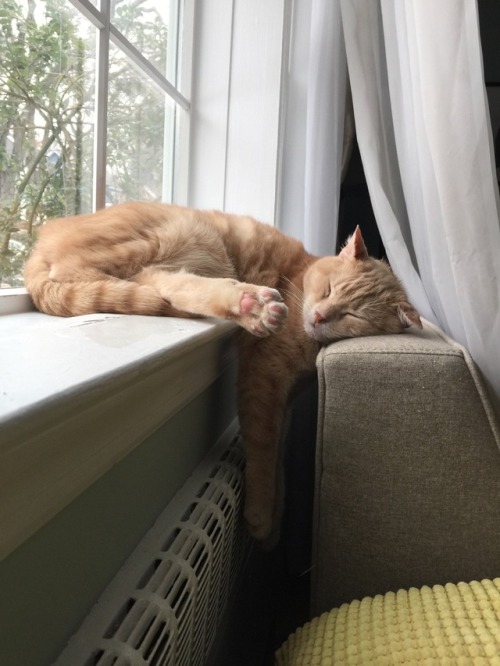 Little Peachy ( aka Peacher-da-man) loves to nap.