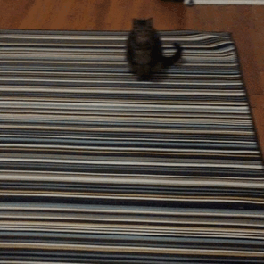 @lightshadowverisimilitude has requested cute fuzzbutts due to life, so here is my cute fuzzbutt in gif form freaking out over a plastic ring from a milk jug.