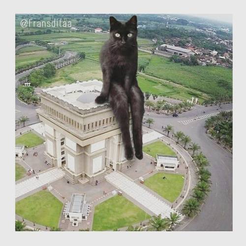 veracityinbloom:catsbeaversandducks:Catzillas: Giant Cats In...