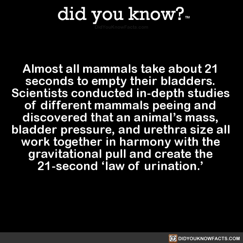 almost-all-mammals-take-about-21-seconds-to