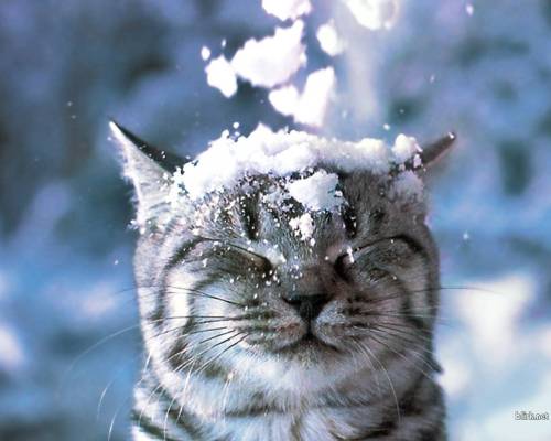 @cats in snow