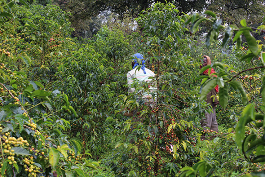 specialty coffee producers on a coffee farm in Ethiopia