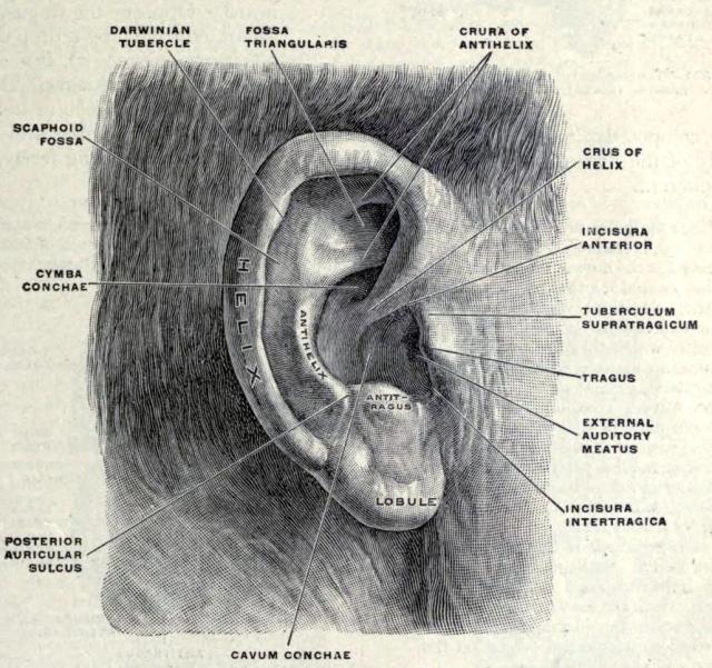 External ears Top: External right pinna - Human... - Biomedical