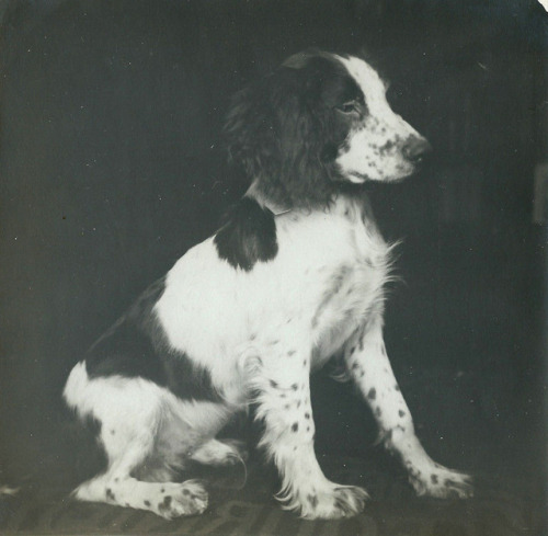 hauntedbystorytelling:Dog portrait - Breton spaniel - 1920′s /...