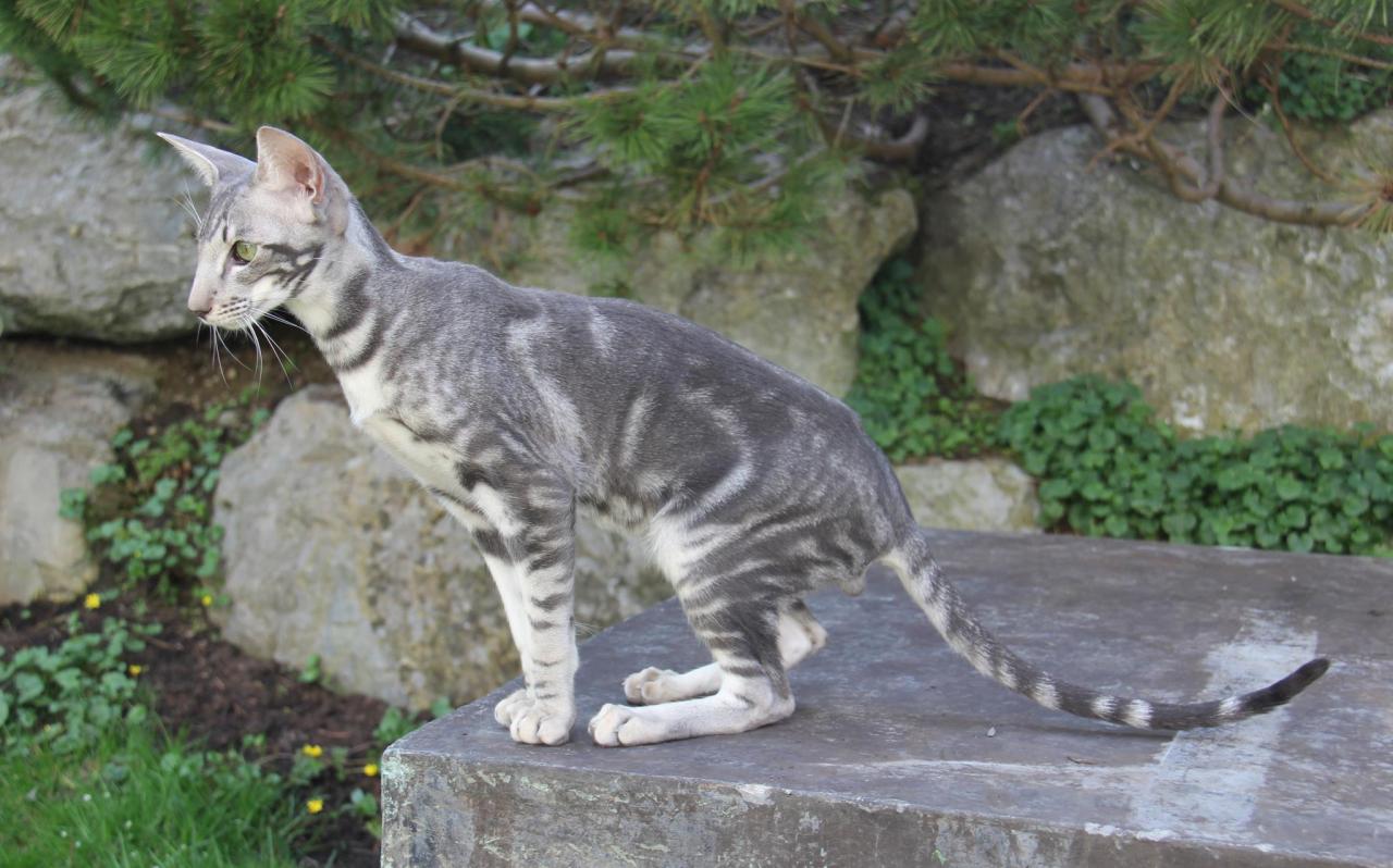 blue silver tabby cat