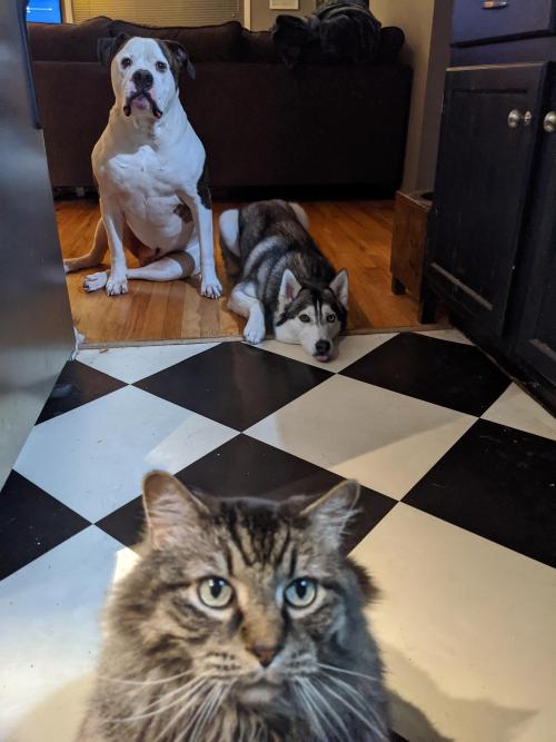awwpics-org