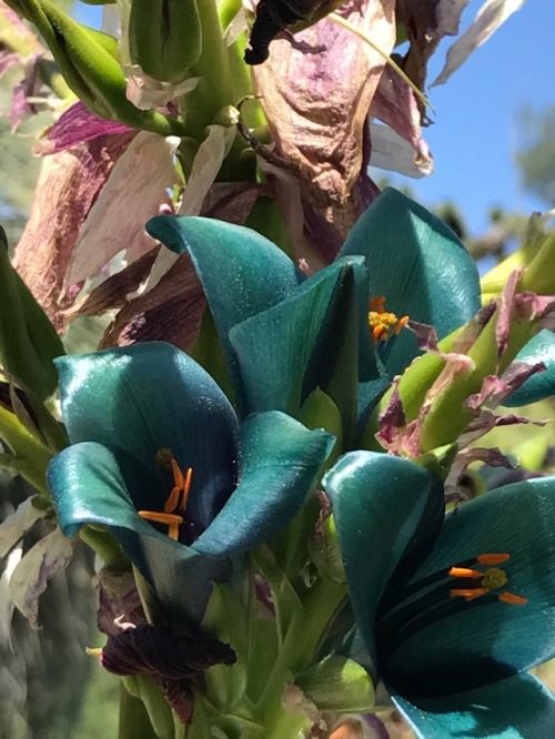 Some Chilean Puyas at the Huntington Desert Garden. San Marino,...