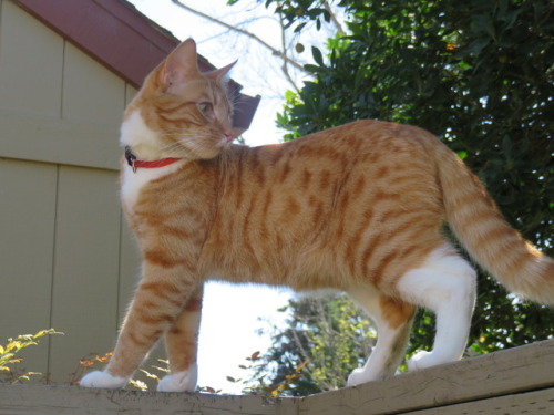 Meow Tabby Orange Kitten Tumblr