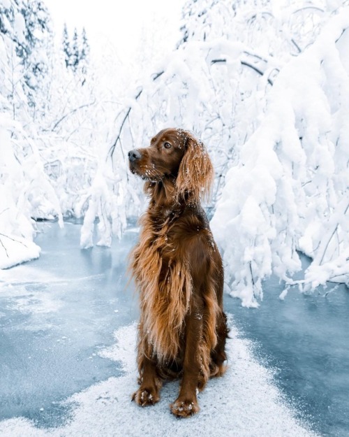 escapekit:Meet Troja: The Irish Setter Photographer George...