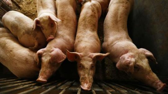 Pourquoi La Peste Porcine En Chine Inquiète Les Laboratoires