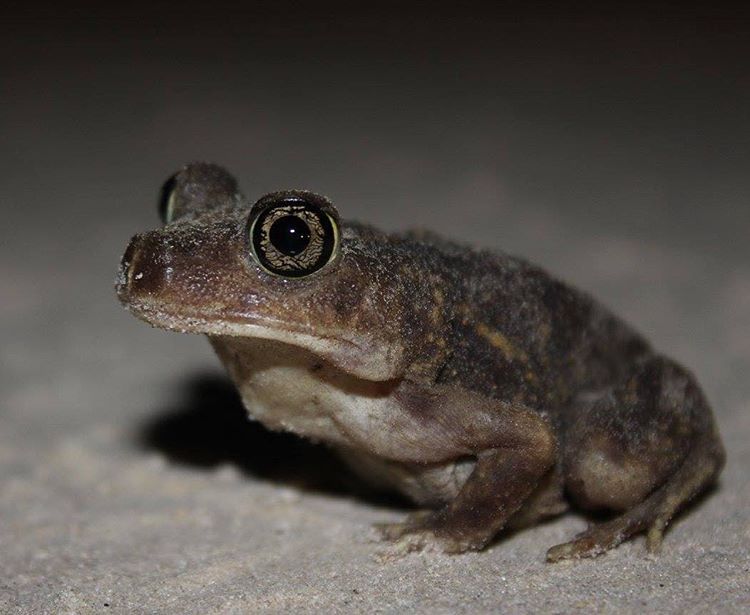 Field Herper — Eastern Spadefoot Toad (Scaphiopus holbrookii)...