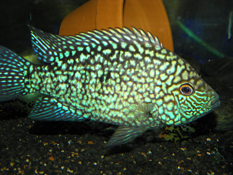 North American Native Fishtanks • Texas Cichlids and More, Genera ...