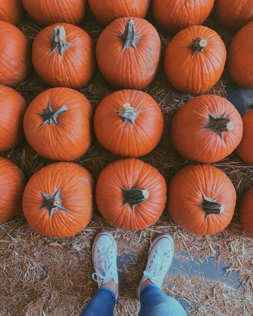 pumpkin aesthetic on Tumblr