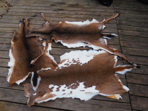 sleepycreekcrafts:I use to tan so many deer hides! I feel like...