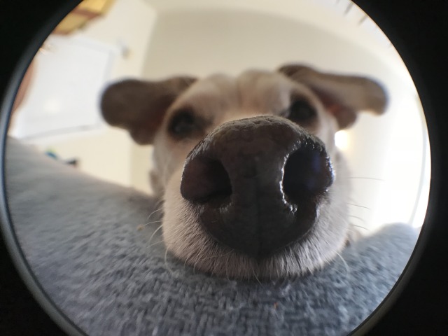 dog fisheye lens