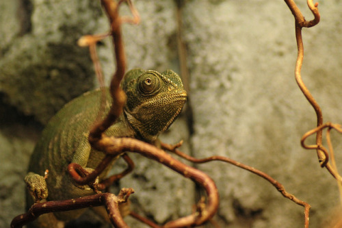 macroramblings:Camouflage chameleon