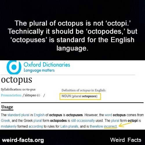 Weird Facts The Plural Of Octopus Is Not Octopi Technically