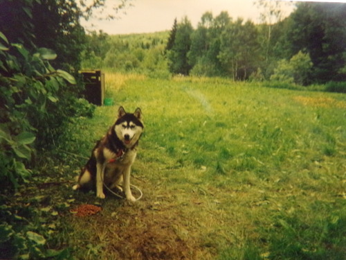 alittleblackdogblog