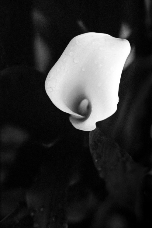photographers on tumblr black and white film photography still life calla lily flower petal water drops tri-x 35mm film kodak hc-110 stand development canon ae-1