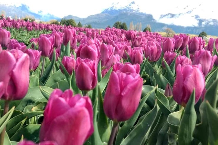 Tulipanes: las flores galesas de Chubut, Patagonia argentina (1).