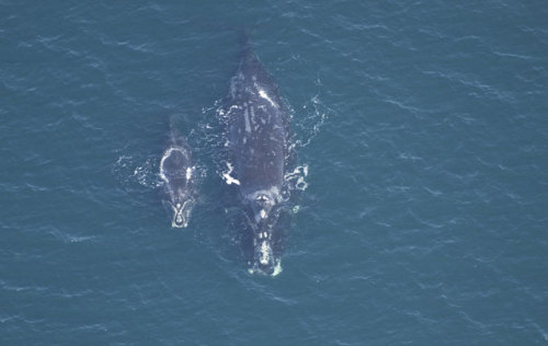 20 new right whale moms this year! This female has given birth...