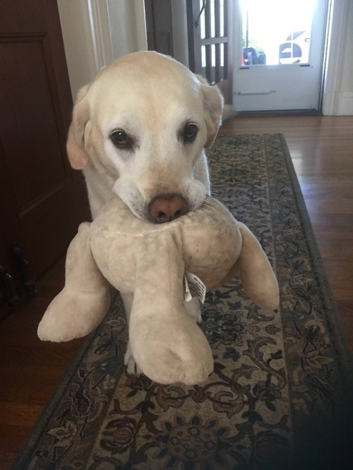 awwww-cute:This sweet boy Benny greeted us with his teddy bear...