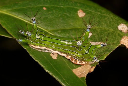 sinobug