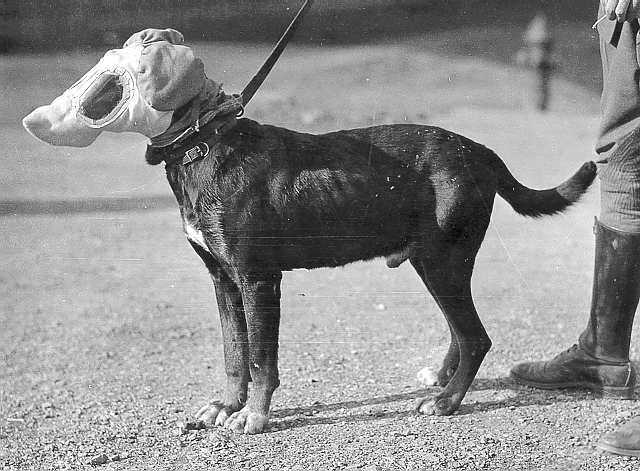 640px x 471px - History Porn â€” German messenger dog wearing gas mask. c. 1910s