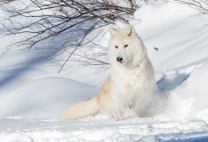 Stop Killing Wolves! — Gorgeous Arctic Wolf plays in the snow by Sandy...