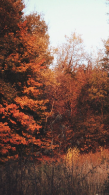 Download 76+ Background Tumblr Forest Gratis Terbaru