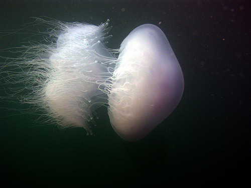 Nomad Jellyfish (Rhopilema nomadica)