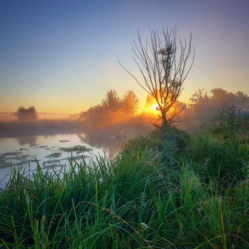 90377:Morning mist at the edge of the forest by Viktor...