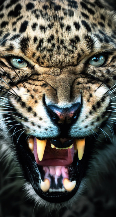 iphone5 animal predator leopard wild life cat teeth