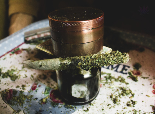 Cannabis oiled Joint •