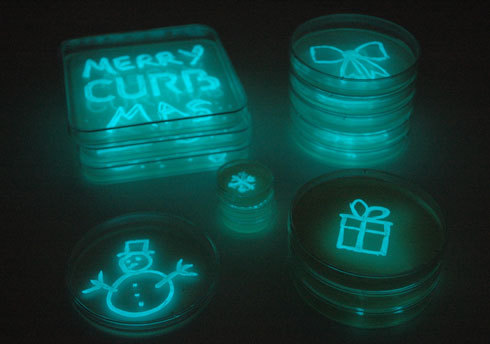Merry Christmas! Here’s some glowing bacteria for you (via: CURB)