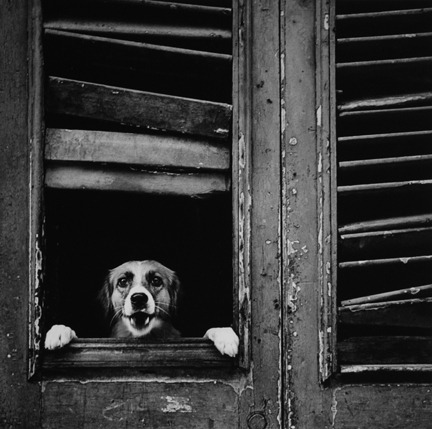 dog cute dog puppy dogsoftumblr vintage dog vintage photo handsome dog