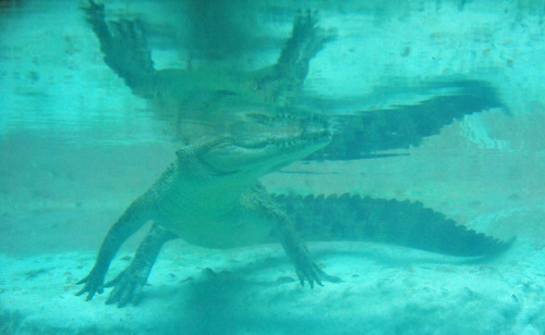 swamp attack cocodrilo swamp attack cocodrilo