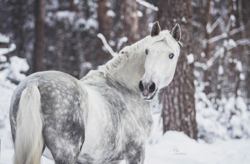 orlovtrotter:Orlov Trotter stallion Omul’ (”Cisco”)By: Rita...