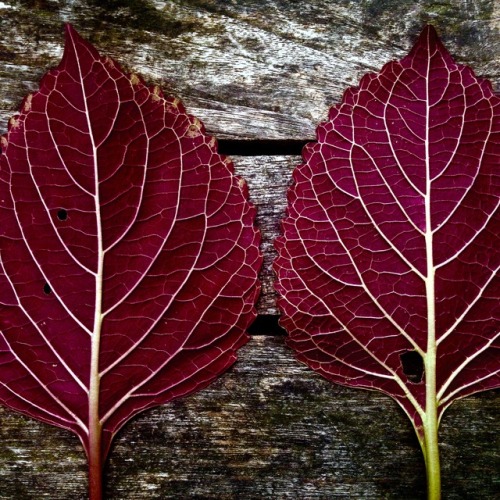 rickinmar:coleus.