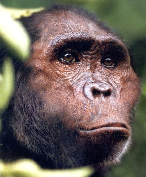 hominidz:Australopithecus Garhi!Australopithecus Garhi was a...