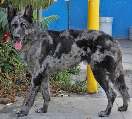 Cynology: The Study of Dogs — Merle German Shepherd mixes in rescue