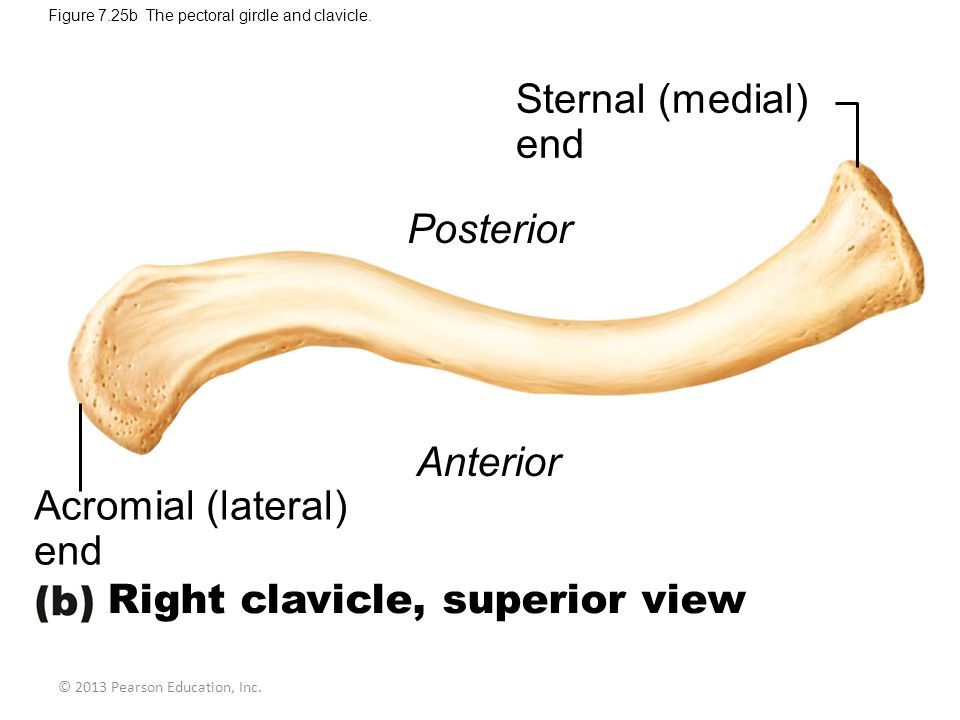 Study, Workout, Sleep — theartofmed: Clavicle What, to you, is the most...