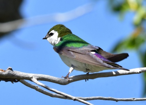 typhlonectes:Violet-green Swallow (Tachycineta thalassina)...