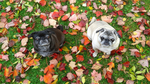 october 2018 hurley roxy outside yard autumn yay! cronch cronch cronch