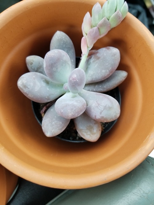 succulents houseplants house plants pachyveria pachyphytum