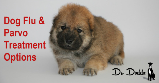 Canine Flu & Parvo Treatment Options | Jean Dodds, DVM